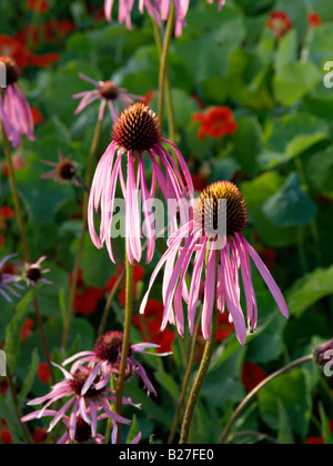 Pale purple cone Flower (Echinacea Githago) Stockfoto