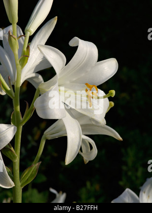 Madonnenlilie (Lilium Candidum) Stockfoto