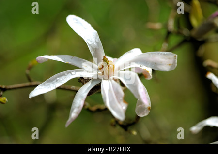 Magnolia Loebneri Leonard Messel Stockfoto