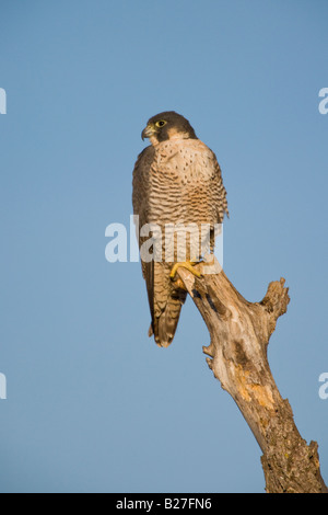 Peregrine Falcon Stockfoto