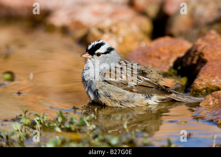 Weiß – Crowned Sparrow Stockfoto