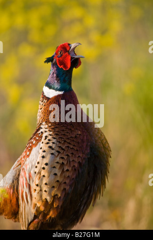 Ring – Necked Fasan Stockfoto