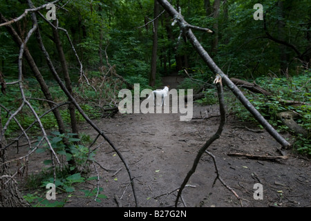Ein Hund stehend auf einem Wanderweg im Wald. Stockfoto