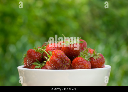 Eine weiße Schüssel mit frisch gepflückten Erdbeeren aus einem Feld in das Fraser Valley British Columbia Kanada Stockfoto