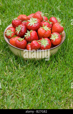 Eine Schüssel mit frisch gepflückten Erdbeeren auf dem grünen Rasen außerhalb Stockfoto