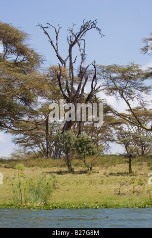 Gelb, bellte Akazien Lake Naivasha Great Rift Valley Kenia Afrika Stockfoto