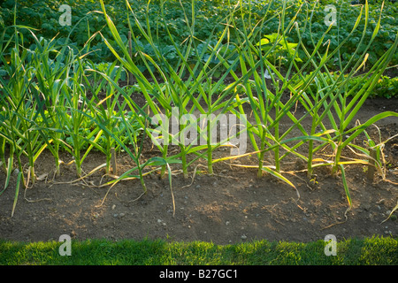 Ein Vorort Hinterhof Gemüsegarten mit Knoblauch Pflanzen im Vordergrund Abbotsford, British Columbia, Kanada. Stockfoto