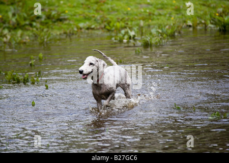 Bedlington Terrier Hund planschen in einer Lache des Wassers Stockfoto