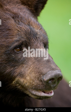 Schwarzer Bär-Portrait Stockfoto