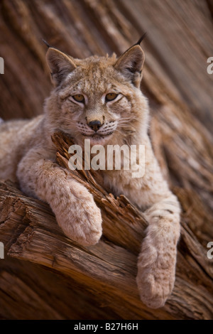 Sibirischer Luchs in einem Baum ausruhen. (Captive) Stockfoto