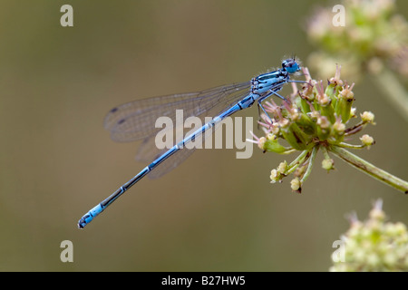 Azure Damselfly Coenagrion Puella männlichen cornwall Stockfoto