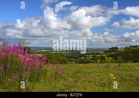 Wildblumen auf die Chiltern Hügel Watlington in Oxfordshire Stockfoto