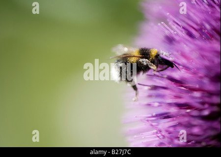 Bombus Lucurom. White tailed Bumblebee bedeckt in Pollen auf eine Eselsdistel in der englischen Landschaft. UK Stockfoto