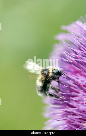 Pollen bedeckt Hummel auf einer Eselsdistel in der englischen Landschaft. UK Stockfoto