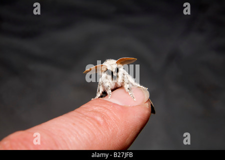 blasse Tussock Moth Calliteara Pudibunda am finger Stockfoto