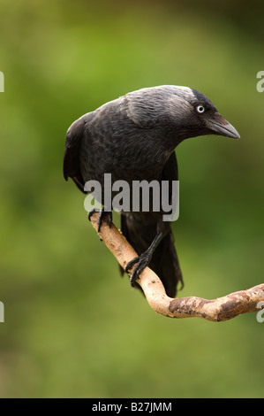 Dohle thront auf Zweig Stockfoto