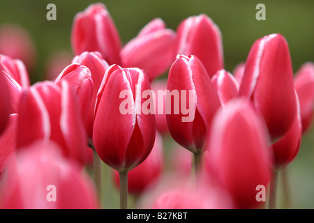 Tulpen gepflanzt für das jährliche Tulpenfest in Ottawa Kanada Stockfoto