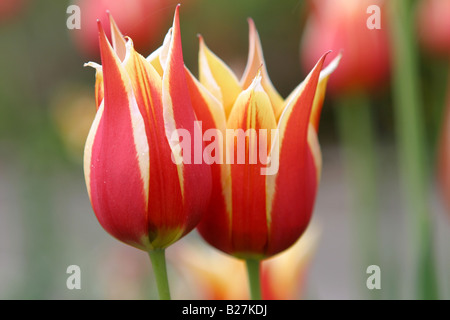 Tulpen gepflanzt für das jährliche Tulpenfest in Ottawa Kanada Stockfoto