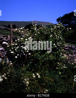 Feld-Rose, Rosa Arvensis Straßenrand am Raydale, in der Nähe von Hawes, Wensleydale, Yorkshire Dales National Park Stockfoto