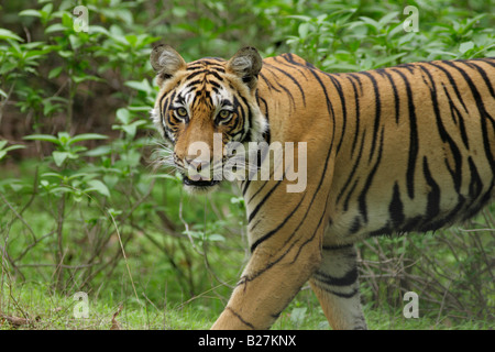 Bengal-Tiger Nahaufnahme (Panthera Tigris) Stockfoto