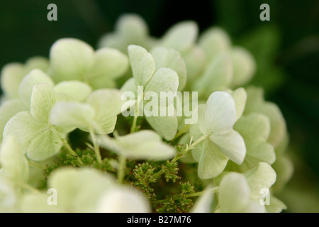 Ein Oakleaf Hortensie, Hydrangea Quercifolia ' Snow Queen', zeigt altrosa weiße Blüten im Hochsommer. Stockfoto