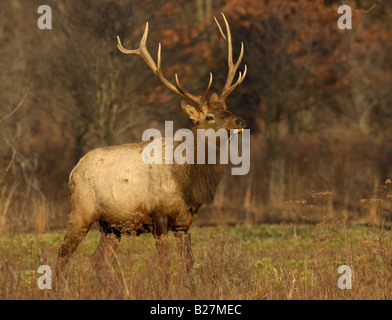 Elch-Futter in einem Feld Elk County Pennsylvania Stockfoto