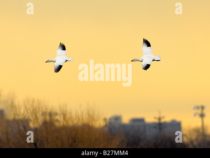 Schnee-Gans im Flug über Jamaica Bay National Wildlife Refuge, Queens New York Stockfoto