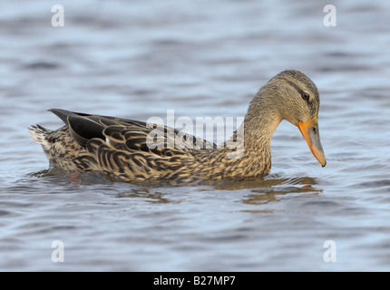 Stockente weiblich Heckscher State Park East Islip NewYork Stockfoto