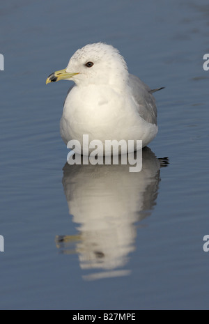 Ring in Rechnung gestellt Gull Reflexion Heckscher State Park East Islip in New York Stockfoto