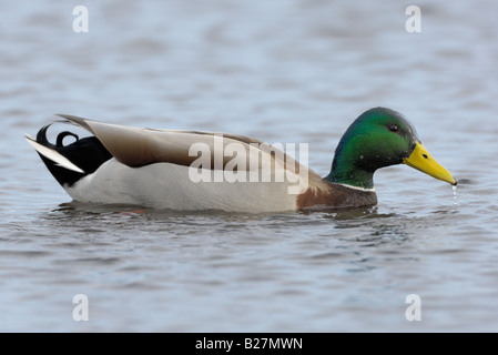 Stockente männlich Heckscher State Park East Islip NewYork Stockfoto