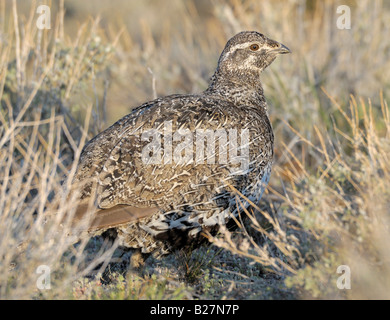 Mehr Sage Grouse weiblich auf Lek Murphy Idaho Stockfoto