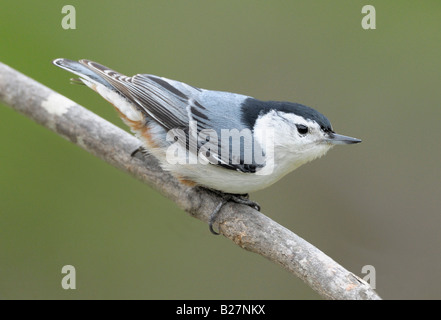 Weiße breasted Kleiber thront auf Ast, Bend New York Stockfoto