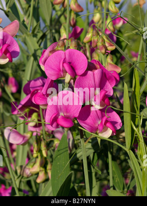 Everlasting pea (lathyrus Latifolius) Stockfoto