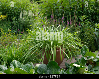 Schmucklilie (Agapanthus africanus), schwarz root (veronicastrum virginicum Syn. Veronica virginica), Blutweiderich (Lythrum salicaria), Joe - Pye Stockfoto