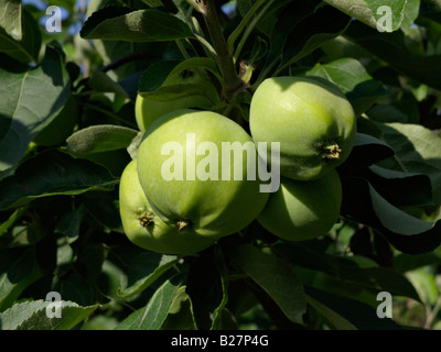 Wilde Holzapfel (Malus sylvestris 'weisser klarapfel') Stockfoto