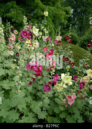 Gemeinsame Malve (Alcea rosea) Stockfoto