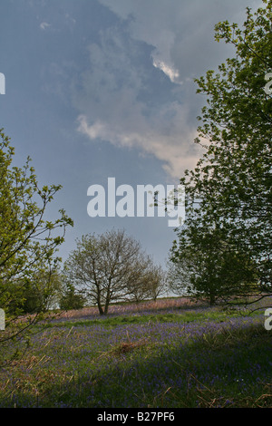 Pfad durch Wald in Richtung Nähe Topping Stockfoto