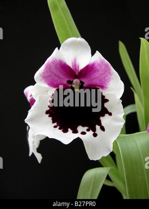 Orchidee Miltonia Batman x Milt Roezlii Stockfoto