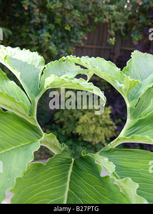 Sauromatum Venosum (SY Arum Cornutum) verlässt Nahaufnahme Stockfoto