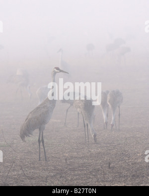 Kraniche auf Nahrungssuche im Nebel in Süd-Florida, Gainesville Stockfoto