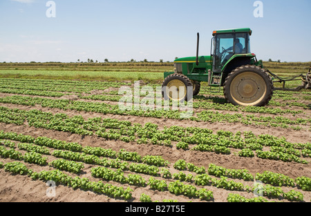 Traktor in Field, Florida, Vereinigte Staaten Stockfoto