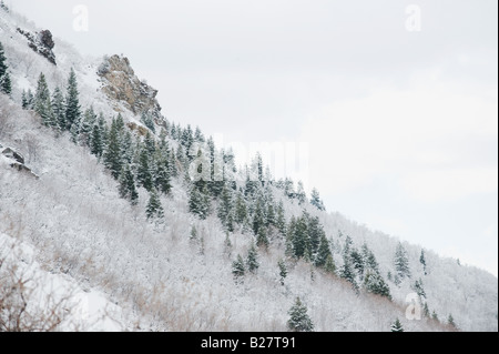 Schneebedeckte Bäume auf der Bergseite Stockfoto