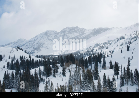 Schneebedeckte Bäume am Berg, Wasatch Mountains, Utah, Vereinigte Staaten von Amerika Stockfoto