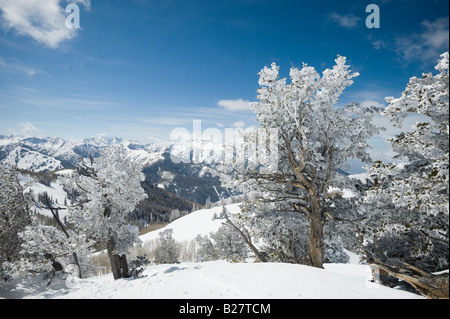 Schneebedeckte Bäume am Berg, Wasatch Mountains, Utah, Vereinigte Staaten von Amerika Stockfoto