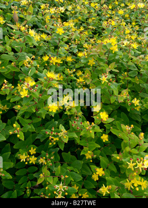 Hohen Tutsan (Hypericum X inodorum "Ausgezeichnete Flair") Stockfoto