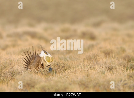 Mehr Sage Grouse männlich auf Lek Murphy Idaho Stockfoto