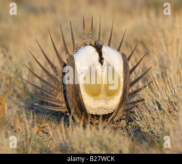 Mehr Sage Grouse männlich auf Lek Murphy Idaho Stockfoto