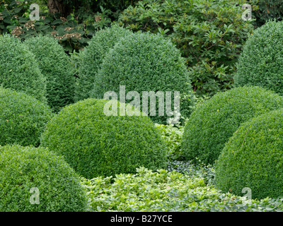 Gemeinsame Buchsbaum (buxus sempervirens) und japanische Wolfsmilch (pachysandra Terminalis) Stockfoto