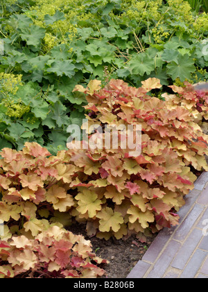 Haarige alumroot (heuchera villosa 'Caramel') und Frauenmantel (Alchemilla) Stockfoto