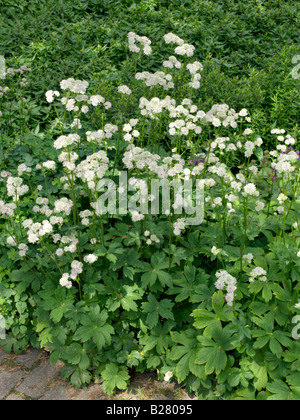 Große masterwort (astilbe) Stockfoto